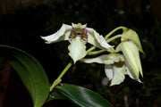 Dendrobium eximium x rhodostictum