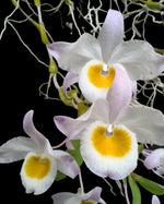 Carica l'immagine nel visualizzatore Galleria, Dendrobium findlayanum