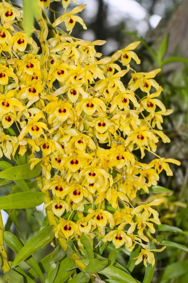 Dendrobium friedericksianum