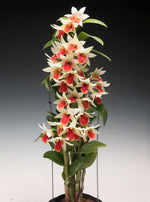 Load image into Gallery viewer, Dendrobium Frosty Dawn