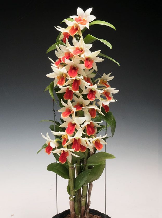 Dendrobium Frosty Dawn