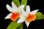 Load image into Gallery viewer, Dendrobium Frosty Dawn
