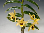 Load image into Gallery viewer, Dendrobium Golden Blossom Marginata