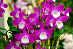 Load image into Gallery viewer, Dendrobium Hamana Lake