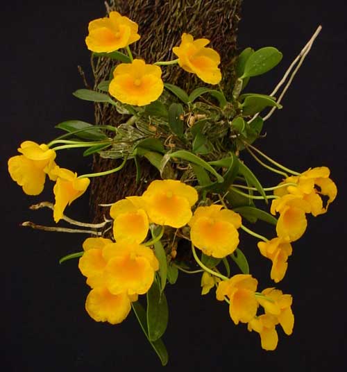 Dendrobium jenkinsii