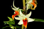 Load image into Gallery viewer, Dendrobium Jiaho Delight (Den. Hsinying Frostymaree x Den. tobaense)