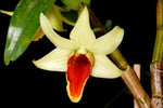 Load image into Gallery viewer, Dendrobium Jiaho Delight (Den. Hsinying Frostymaree x Den. tobaense)