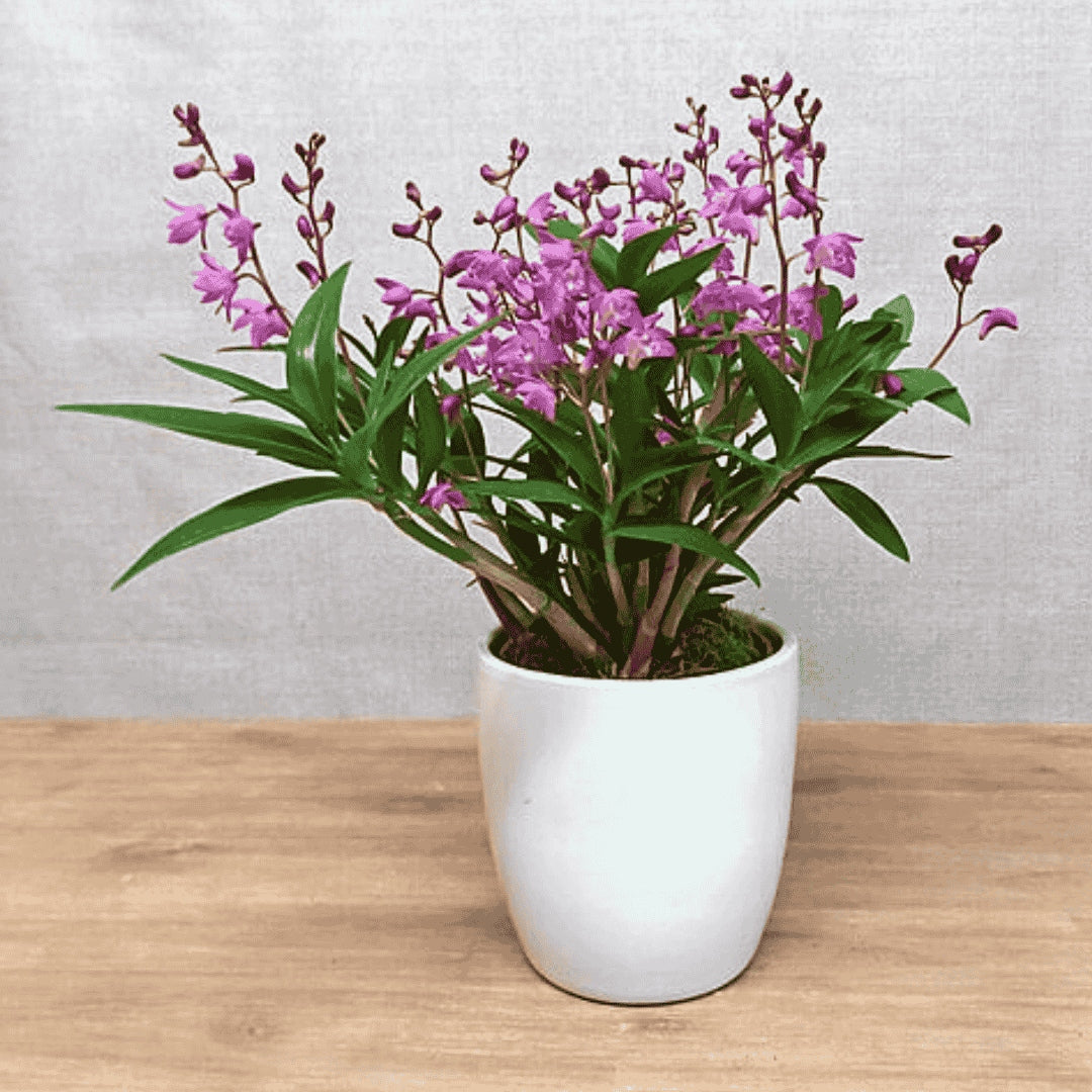 Dendrobium kingianum