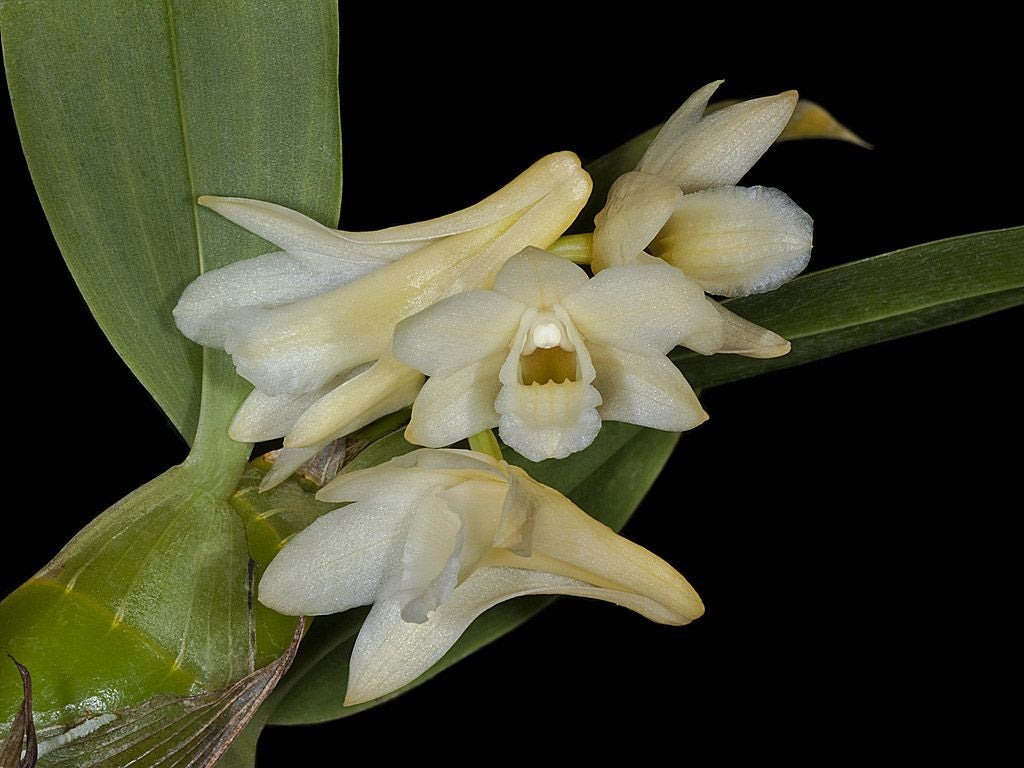 Dendrobium lamellatum