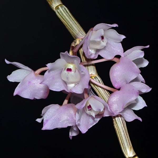 Dendrobium linguella