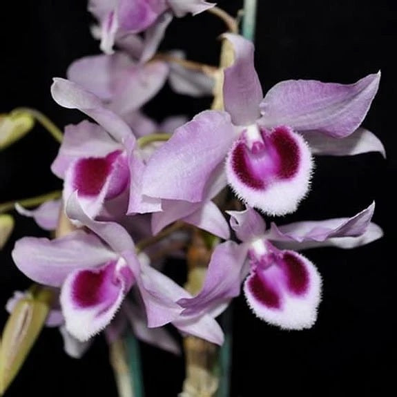 Dendrobium Little Sweet Scent 'SW' (D. parishii x D. anosmum)