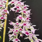 Carica l'immagine nel visualizzatore Galleria, Dendrobium Little Sweet Scent 'SW' (D. parishii x D. anosmum)