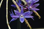 Carica l'immagine nel visualizzatore Galleria, Dendrobium Mingle's Sapphire (victoria-reginae x gonzalesii)
