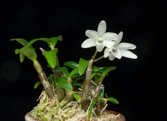 Dendrobium moniliforme