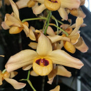 Dendrobium moschatum
