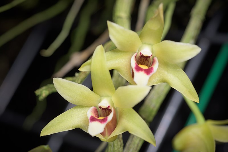 Dendrobium officinale