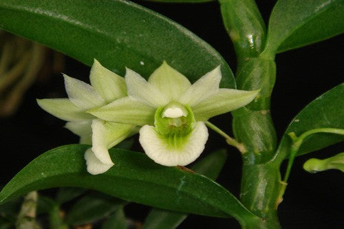 Dendrobium oligophyllum