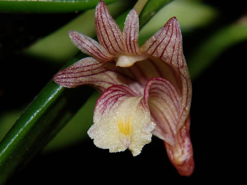 Dendrobium pachyphyllum