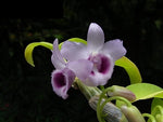 Carica l'immagine nel visualizzatore Galleria, Dendrobium parishii f. coerulea