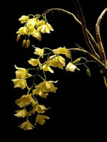 Carica l'immagine nel visualizzatore Galleria, Dendrobium pulchellum var. alba