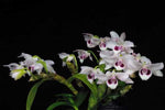 Carica l'immagine nel visualizzatore Galleria, Dendrobium rhodopterygium var. semi-alba 'ch2'