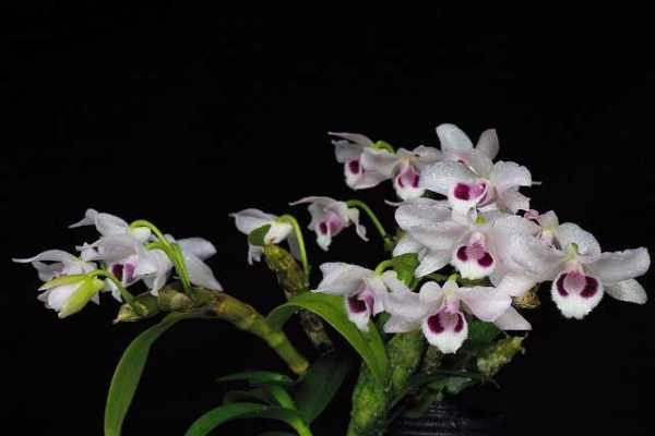 Dendrobium rhodopterygium var. semi-alba 'ch2'