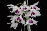 Carica l'immagine nel visualizzatore Galleria, Dendrobium rhodopterygium var. semi-alba 'ch2'