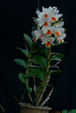 Carica l'immagine nel visualizzatore Galleria, Dendrobium Roongkamol Vejvarut (Den. Dawn Maree x Den. formosum)