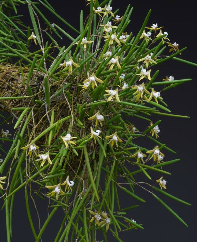 Dendrobium striolatum