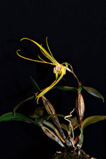 Load image into Gallery viewer, Dendrobium tetragonum var. giganteum