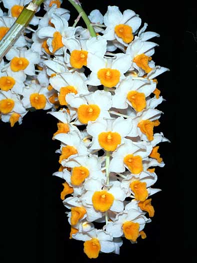 Dendrobium thyrsiflorum