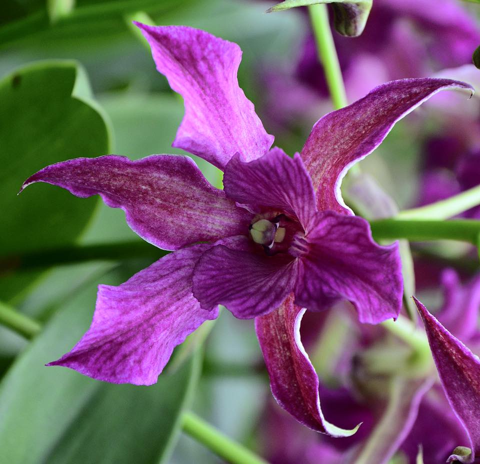 Dendrobium Violet Yamaji ‘Nalo’ (Den. Midnight x Den. spectabile)