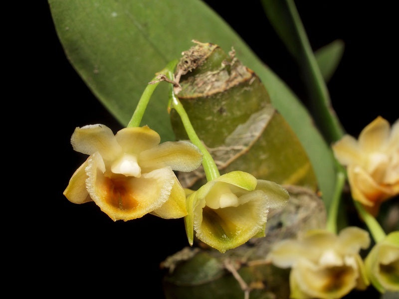 Dendrobium ypsilon