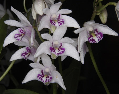 Dendrobium kingianum var. semi alba