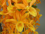 Load image into Gallery viewer, Dendrobium Stardust 'Firebird'