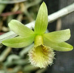 Load image into Gallery viewer, Dendrobium stuartii