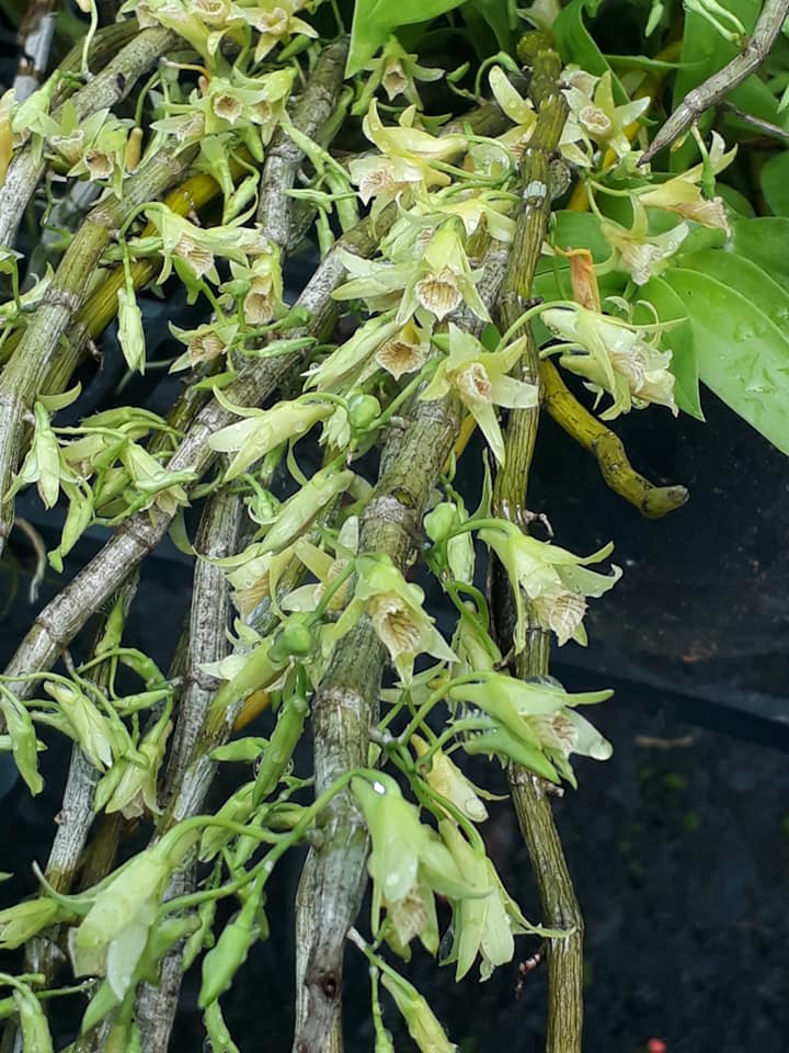 Dendrobium stuartii
