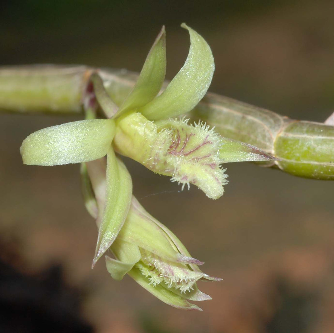 Dendrobium stuartii