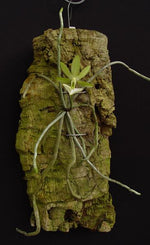 Load image into Gallery viewer, Dendrophylax funalis