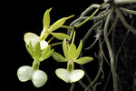Load image into Gallery viewer, Dendrophylax funalis