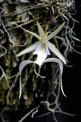 Dendrophylax lindenii