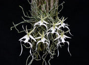 Dendrophylax lindenii