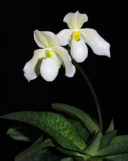 Paphiopedilum Deperle (Paphiopedilum primulinum × Paphiopedilum delenatii)