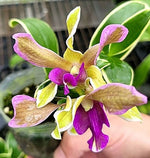 Carica l'immagine nel visualizzatore Galleria, Dendrobium Burana Sundae (variegata)