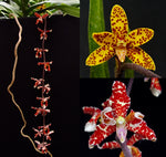 Load image into Gallery viewer, Dimorphorchis lowii
