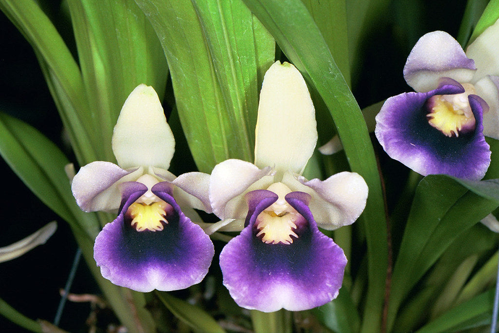 Cochleanthes discolor