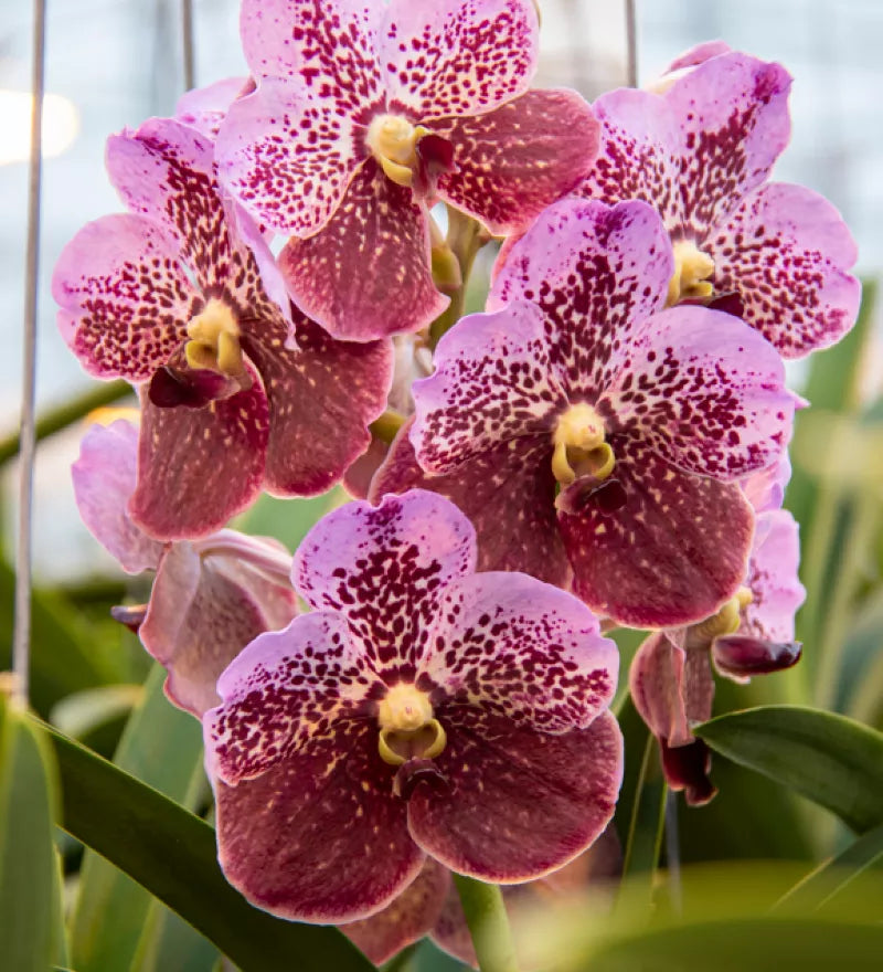 Vanda Divana Pink