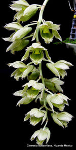 Load image into Gallery viewer, Clowesia dodsoniana