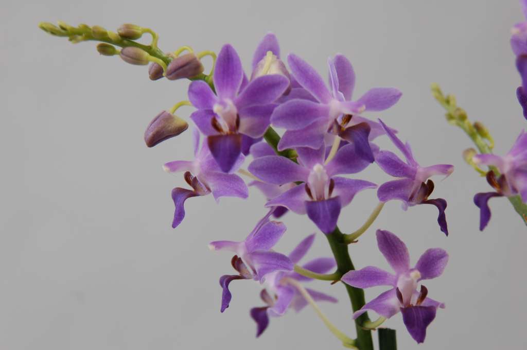 Doritaenopsis Purple Gem 'Aida'