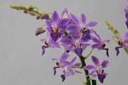 Doritaenopsis Purple Gem 'Aida'
